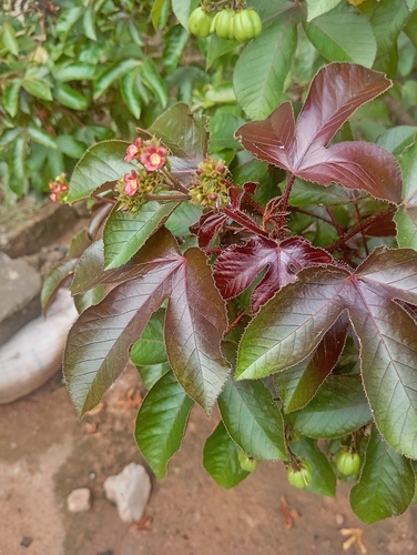 Bellyache Bush