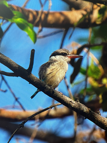 Striped Kingfisher