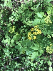 Thaspium barbinode