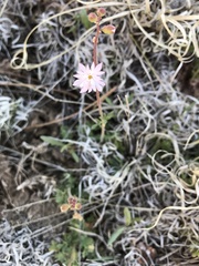 Lithophragma tenellum