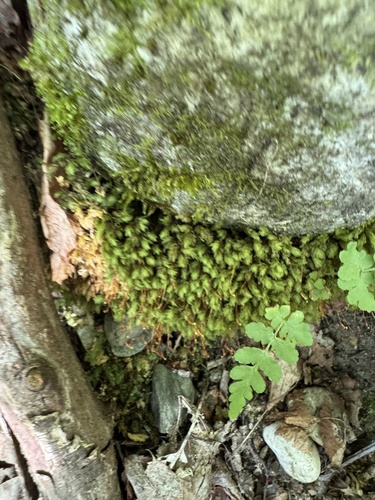 Aulacomnium heterostichum observed 2026-07-12