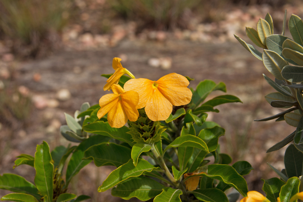 Crossandra isaloensis