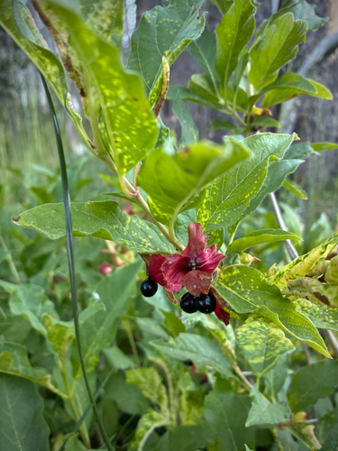iNaturalist observation photo of twinberry honeysuckle