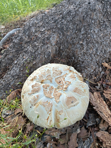 iNaturalist observation photo of Giant Sawgill