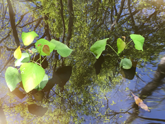 Populus heterophylla