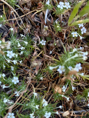iNaturalist observation photo of needleleaf navarretia