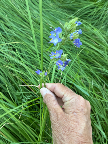iNaturalist observation photo of western Jacob's ladder