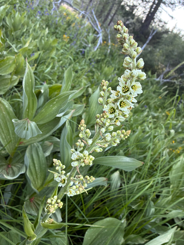 iNaturalist observation photo of Corn Lily