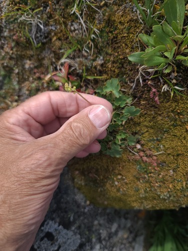 Heuchera parvifolia, photograph 1