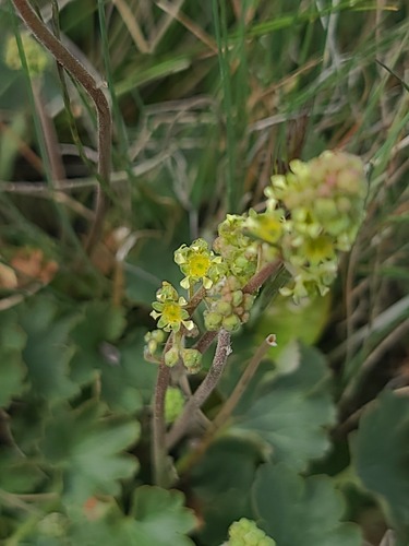 Heuchera parvifolia, photograph 2