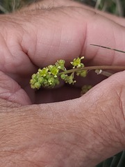 author not stated, no rights reserved Heuchera parvifolia, photograph author not stated, no rights reserved