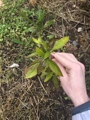 Hybanthus concolor