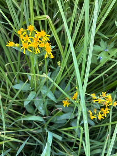 iNaturalist observation photo of Arrowleaf Senecio