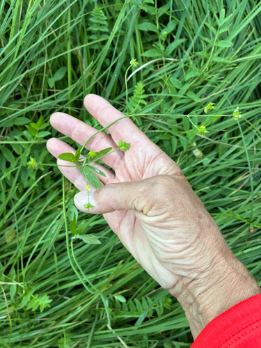 iNaturalist observation photo of woodland buttercup