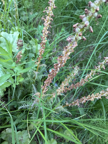 iNaturalist observation photo of Elephant's-Head lousewort