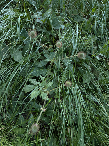 iNaturalist observation photo of Large-leaved Avens