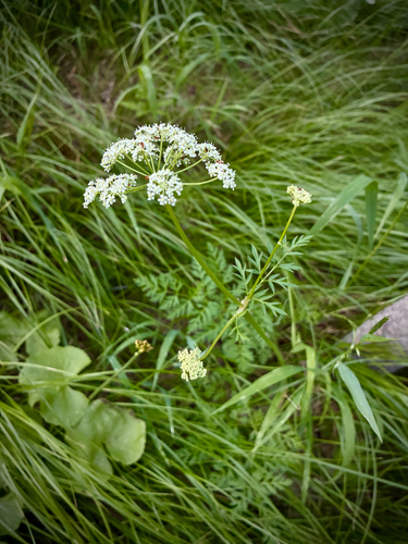 iNaturalist observation photo of Gray's Lovage