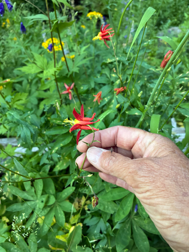 iNaturalist observation photo of western columbine