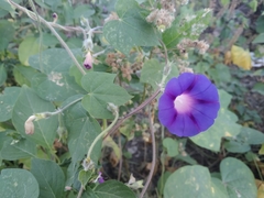 Ipomoea purpurea