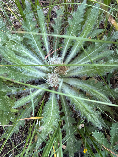 iNaturalist observation photo of Plume Thistles