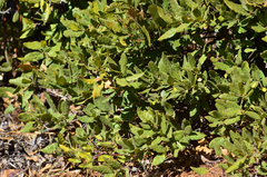 Quercus peninsularis