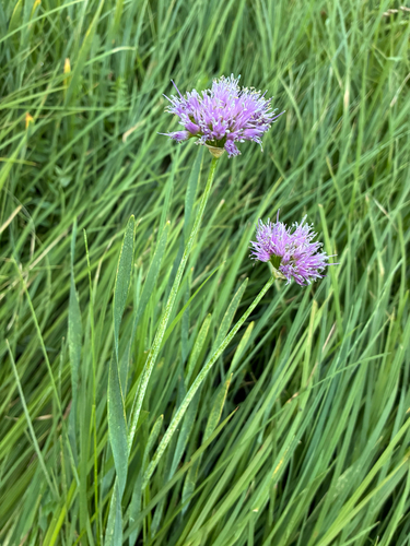 iNaturalist observation photo of Swamp Onion