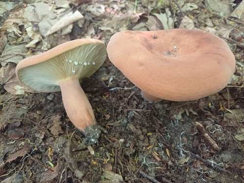 Weeping Milk Cap