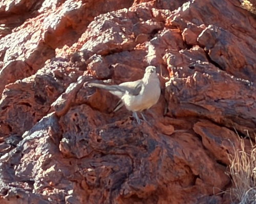 Gray Shrikethrush