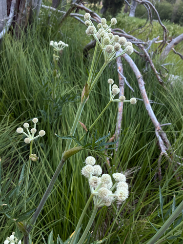 iNaturalist observation photo of ranger buttons