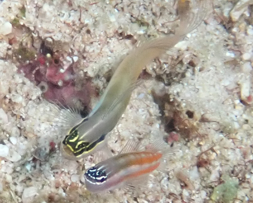 Bath's Blenny — seen at this dive site