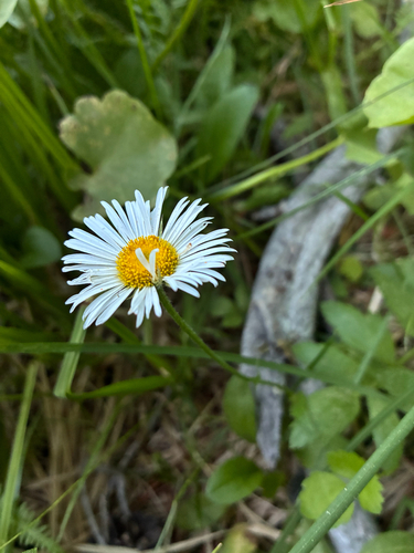 iNaturalist observation photo of Coulter's fleabane