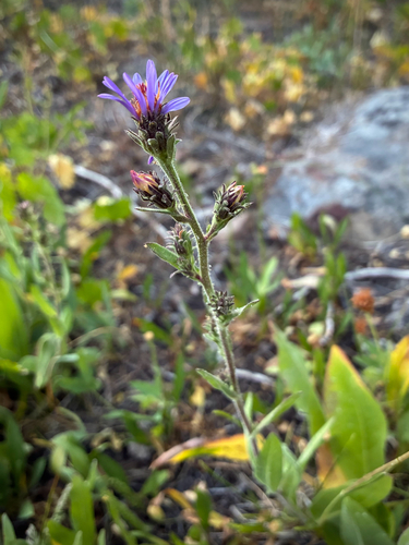 iNaturalist observation photo of thickstem aster