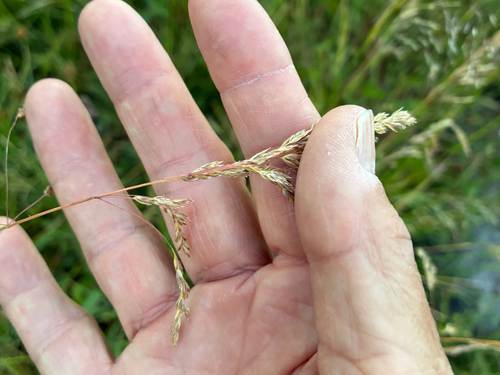 iNaturalist observation photo of Smooth Meadow-grass