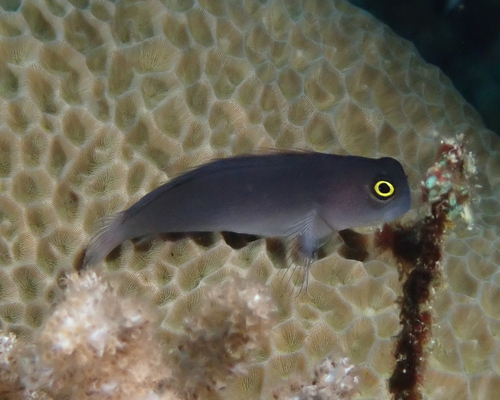 Ecsenius lividanalis observed 2026-06-24
