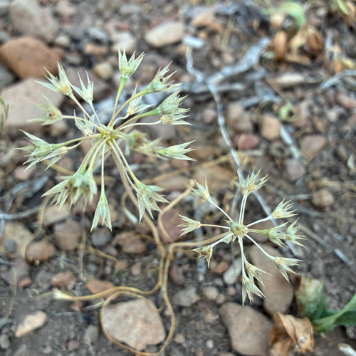iNaturalist observation photo of Dusky Onion