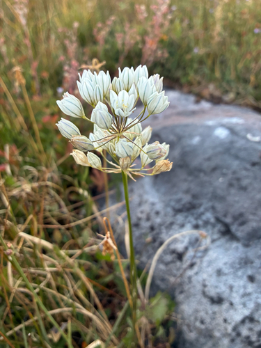 iNaturalist observation photo of white brodiaea
