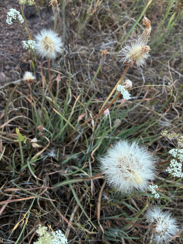 iNaturalist observation photo of Pale agoseris