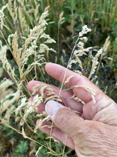 iNaturalist observation photo of Smooth Meadow-grass