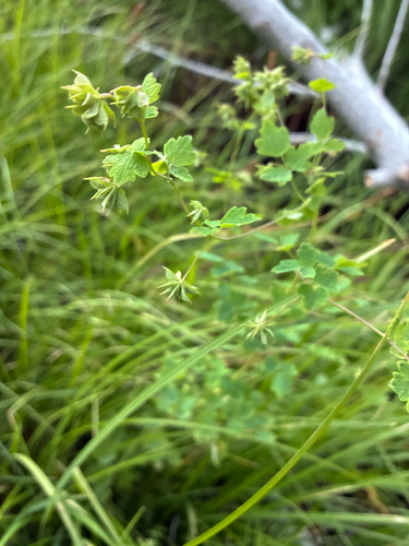 iNaturalist observation photo of Fewflower Meadow-rue