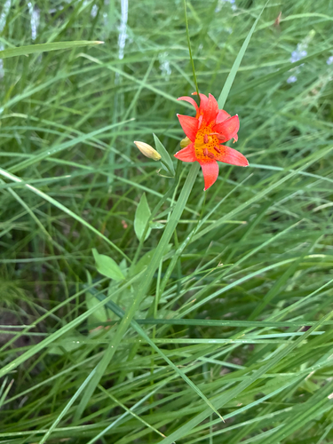iNaturalist observation photo of Sierra Tiger Lily