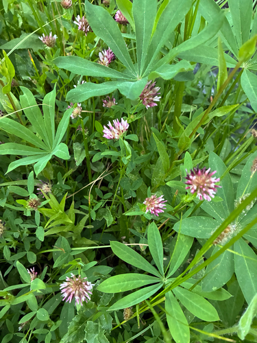 iNaturalist observation photo of springbank clover