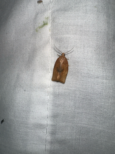 iNaturalist observation photo of Tortricine Leafroller Moths