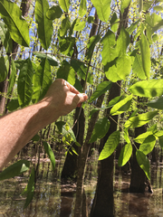 Fraxinus caroliniana