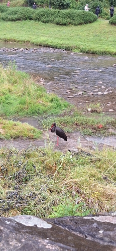 Black Stork