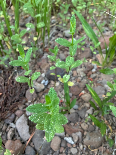 iNaturalist observation photo of Rough Hedgenettle
