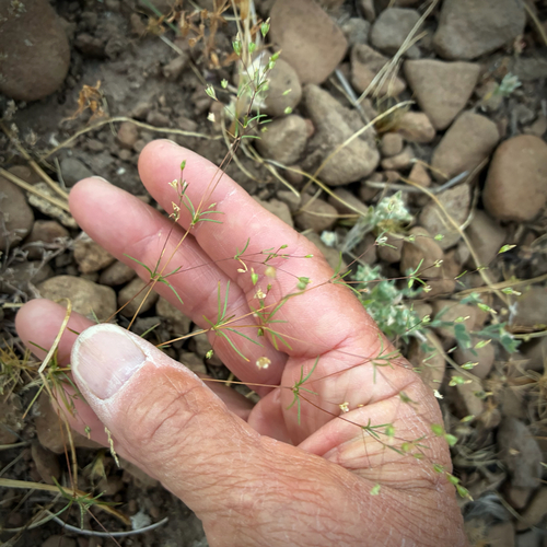 iNaturalist observation photo of Harkness' flaxflower