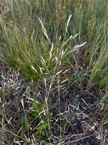 iNaturalist observation photo of annual hairgrass
