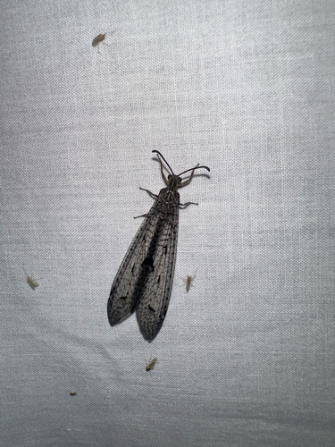 iNaturalist observation photo of Antlions and Owlflies