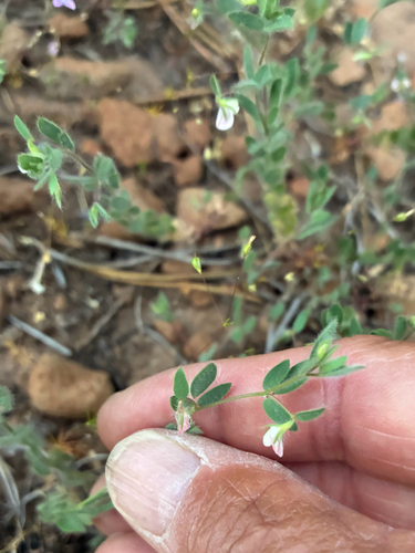 iNaturalist observation photo of Spanish clover
