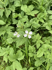 Cardamine pratensis